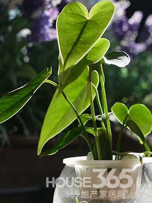 装修除甲醛最好方法是什么呢?最简单最好的方