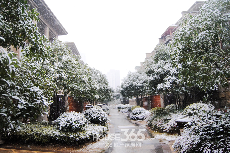 芜湖|柏庄丽城|白雪覆盖|银装素裹|雪景|芜湖365地产家居网