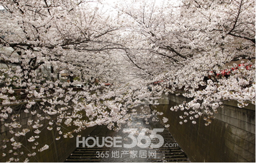 我们一起约会樱花女神吧_生活频道 我们一起约会樱花女神吧