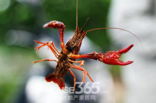 龙虾吃什么饵 14303649495541a3153aaca.jpg