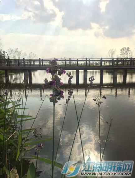 老洪港湿地公园本月底将进行验收 年底前开放