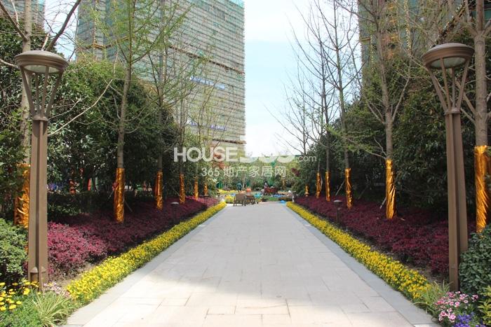 天阳尚城国际二期绿化实景图 2015年4月摄 