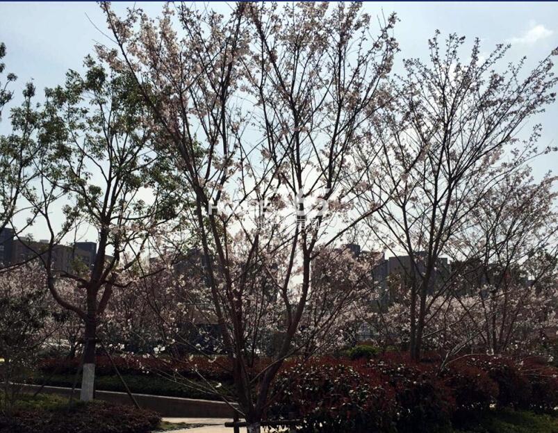 银亿东城春季景观实景图（4.1）